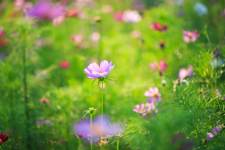 Cosmos flowers on garden,vintage filterの写真素材