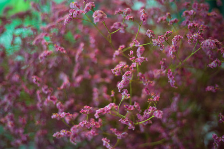 Gypsophila flowers dried backgrpoundの写真素材