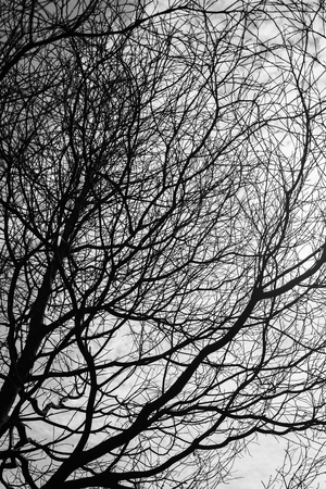 Dried branches of treeの写真素材