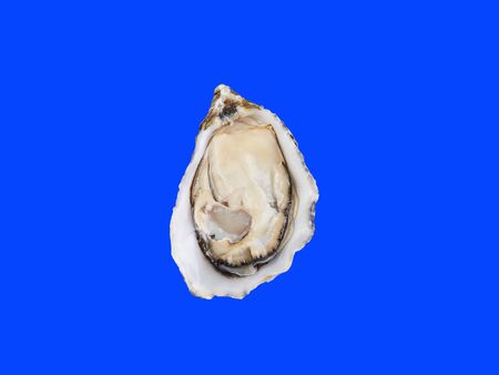 Skookum Inlet Oyster is fresh seafood from France. Isolated on blueの写真素材