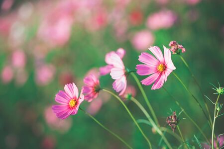 Cosmos flowers beautiful in the gardenの写真素材