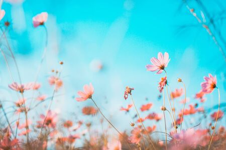 Cosmos flowers beautiful in the gardenの写真素材