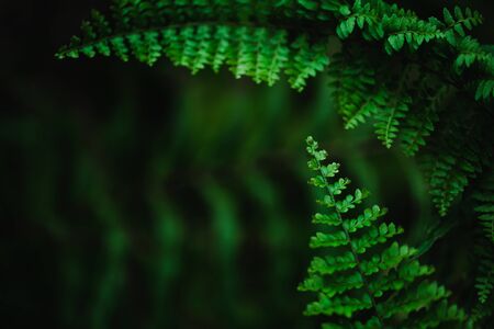 Green leaves fern refresh backgroundの写真素材