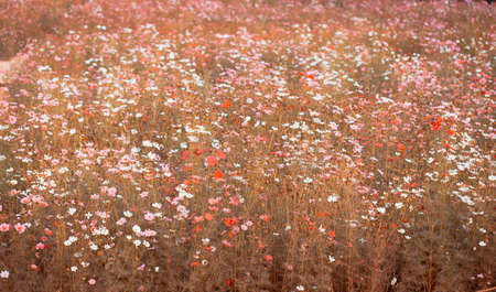 Cosmos flowers beautiful in the garden for background
