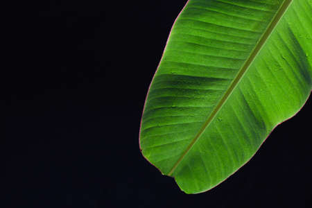 Banana leaf texture with drop shadow on dark backgroundの写真素材