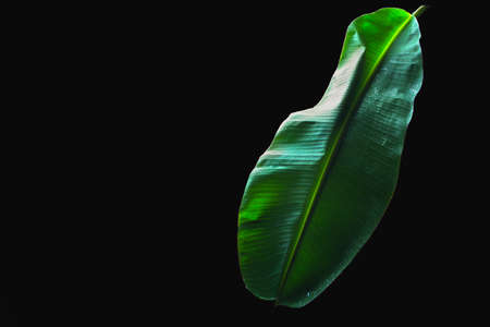 Tropical Banana leaf texture on dark backgrondの写真素材