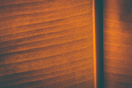 Tropical Banana leaf texture on dark backgrondの写真素材