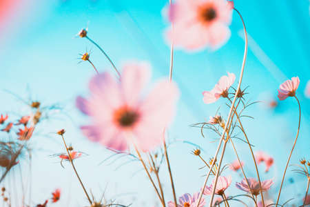 Cosmos flowers beautiful in the gardenの写真素材