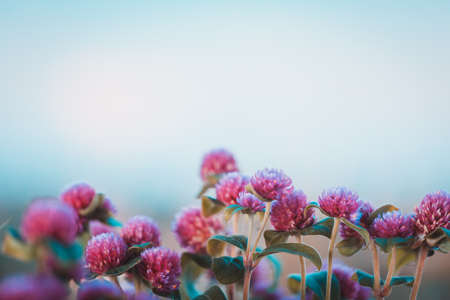 Globe amaranth flowers beautiful in the gardenの写真素材