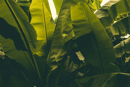 Jungle of tropical banana leaf texture, large palm foliage natural green backgroundの写真素材