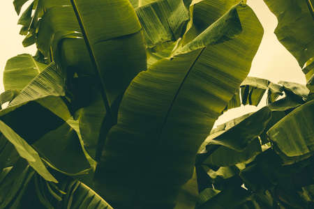 Jungle of tropical banana leaf texture, large palm foliage natural green backgroundの写真素材