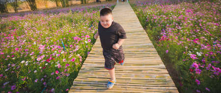 Children runing in Cosmos flowers garden. Happy playingの写真素材