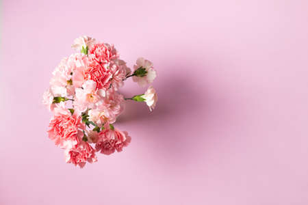 Carnation flowers on pink background, Mother's Day and Valentines Day