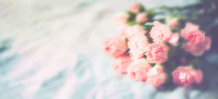 Carnation flowers soft blurred  abstract backgroundの写真素材