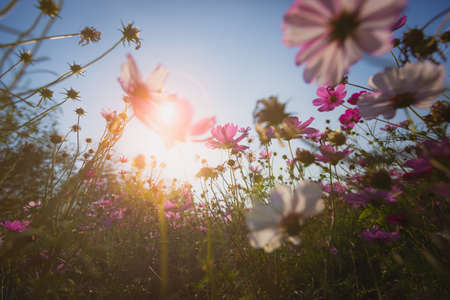 Cosmos flowers beautiful in the garden backgroundの写真素材