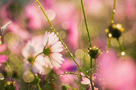 Cosmos flowers beautiful in the garden backgroundの写真素材