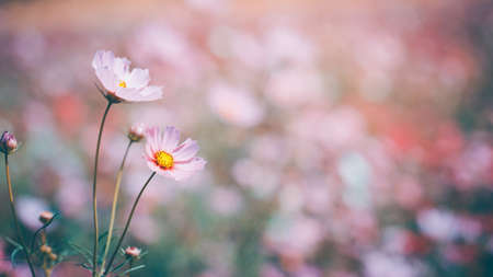 Cosmos flowers beautiful in the gardenの写真素材