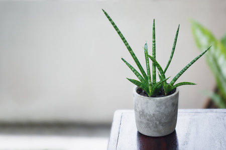 Cylindrical snake plant at potの写真素材
