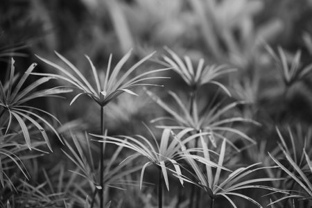 Monochrome photo filter of Cyperaceae plant familyの写真素材