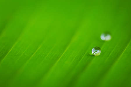 Drop water on green banana leaf