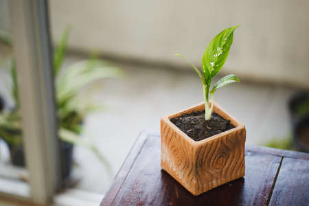 Little Dieffenbachia growth beautifully at the pot