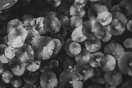 Black and White photo with Gotu kola and drop waterの写真素材