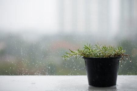 Flower pot is raining on the balcony with tower blurred background