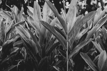 Black and white photo with Galangal treeの写真素材