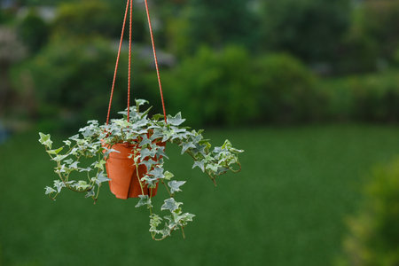 Houseplant concept of English ivy plant in pot on green tree backgroundの写真素材