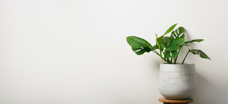 Beautiful Pinnatipartita monstera flower in spiral pot stands on a wooden on a white wall background. The concept of minimalism. Hipster  style room interior. Empty white wall and copy space.の写真素材