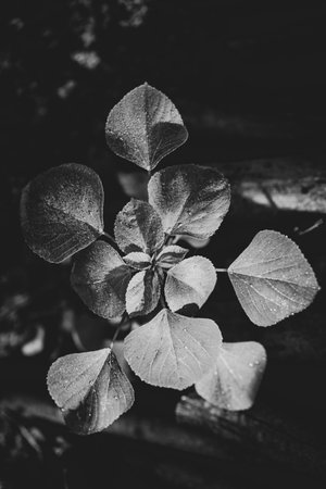 Black and white photo with pattern leaves and drop waterの写真素材