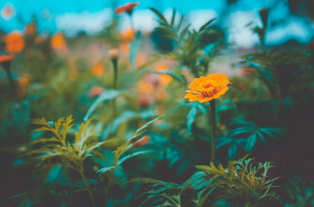 Flowers zinnia elegans in gardenの写真素材