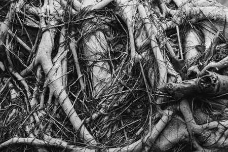 Black and white photo with pattern root, Abstract backgroundの写真素材