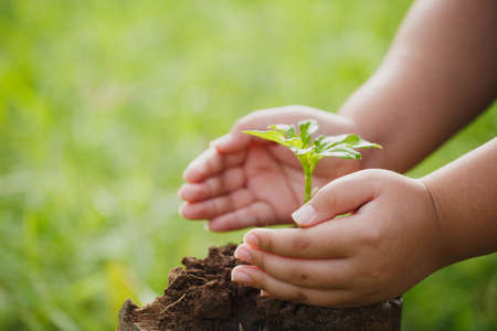 Doing CSR by planting trees, CSR concept and business planting saplings of trees.の写真素材