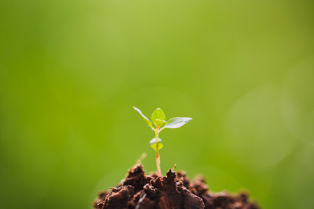 Young plant growing in garden with green blurred background