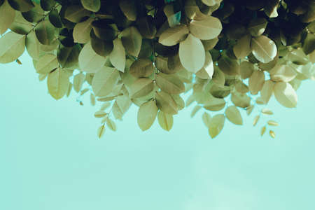 Tropical leaf on dark backgroundの写真素材