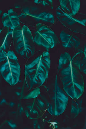 Tropical leaf on dark background