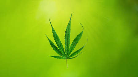 Cannabis with blurred green fresh backgroundの写真素材