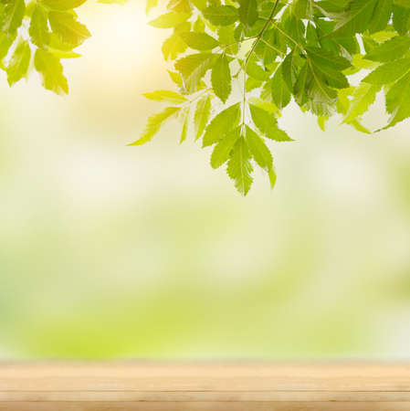 Green leaf freshness over on the empty wood tableの写真素材