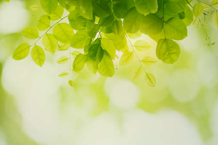 Green leaf freshness on green bokeh backgroundの写真素材