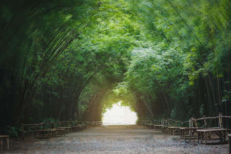 Bamboo tunnel at Nakhon Nayok,Thailandの写真素材