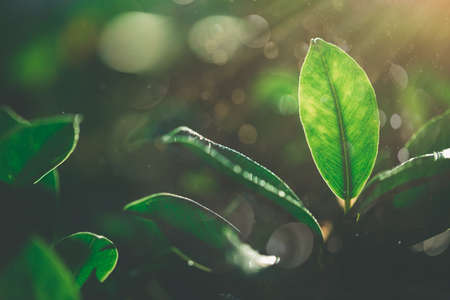 Beautiful nature view of green leaf on beam and bokeh background in the garden, Tropical wallpaperの写真素材