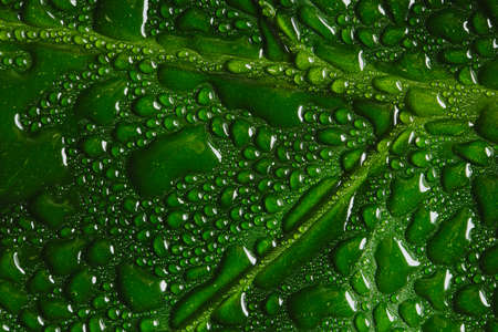 Green leaf macro with water drops with copy-spaceの写真素材
