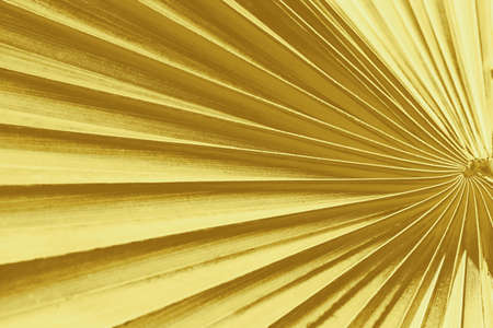 Tropical palm leaf  texture is abstract background, gold colorの写真素材