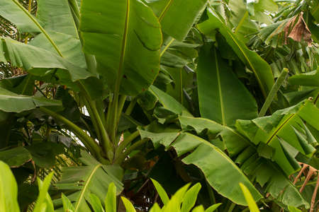 Bananas tree in garden. Agricultural plantationの写真素材