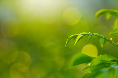 Green leaf freshness on green bokeh backgroundの写真素材