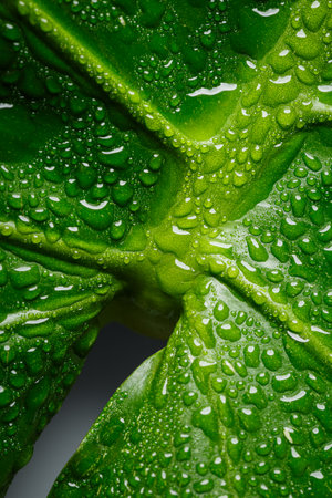 Green Monstera leaf macro with water drops, Artistic perspective that looks like a female symbol.の写真素材