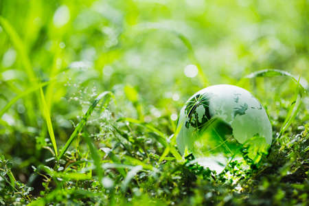 Globe on the grass in forest with glister - Globe on the grass in forest with glister - Environment Conceptの写真素材
