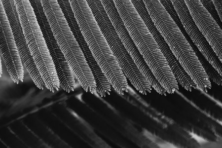 Black and white photo with pattern leaves and drop waterの写真素材