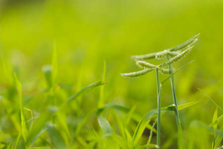 Green grass flower nature backgroundの写真素材